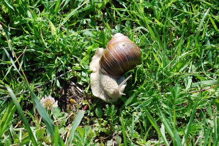 Big snail in shell crawling on road, summer day in gardenの写真素材