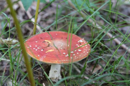 Flymore in the grass. Poisonous fungus.の写真素材