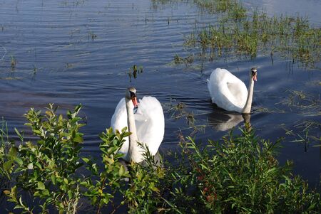 Swans on the lake. Summer.の写真素材