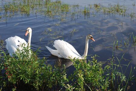 Swans on the lake. Summer.の写真素材