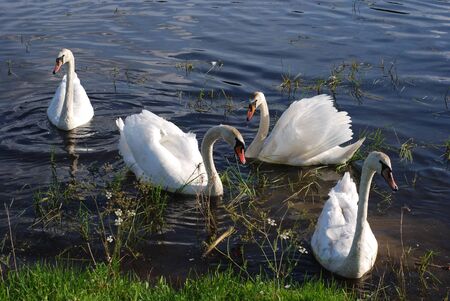 Swans on the lake. Summer.の写真素材