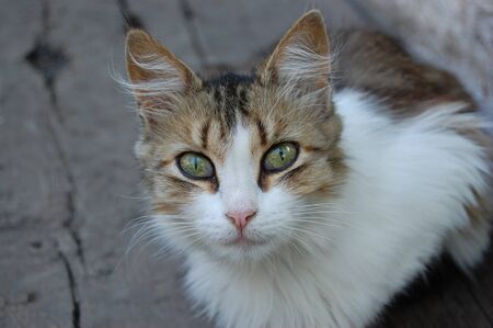 Homeless cat on the city street.の写真素材