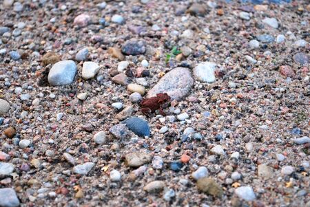 A little toad on the sand. Summer.の写真素材