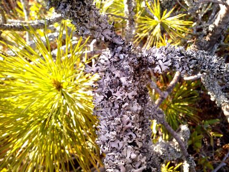 A lichen on a branch of pine. Summer in the north.の写真素材