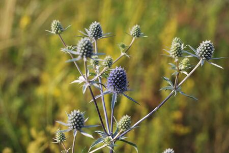 Echinops, summer evening in the meadowの写真素材