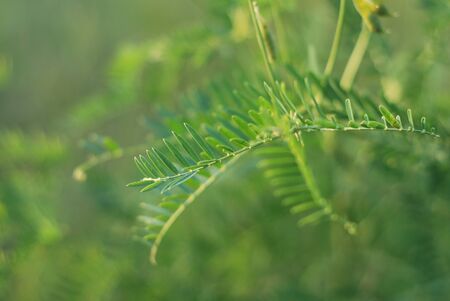 Vicia cracca flowers, close up viewの写真素材