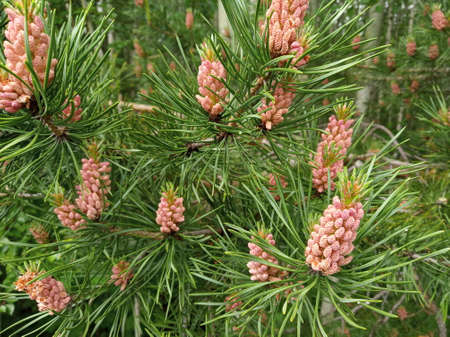 Pine tree branch and conesの写真素材