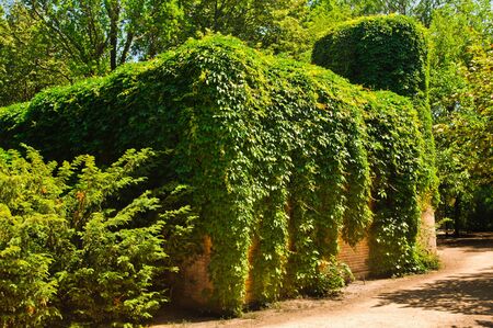 old water tower sheeted a green vineyard の写真素材