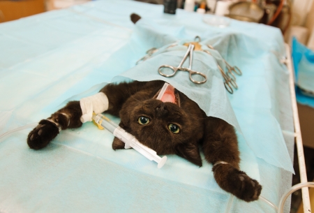 cat before operation in veterinary station under anaesthesiaの写真素材