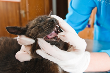 checking teeth of cat in veterinary station の写真素材