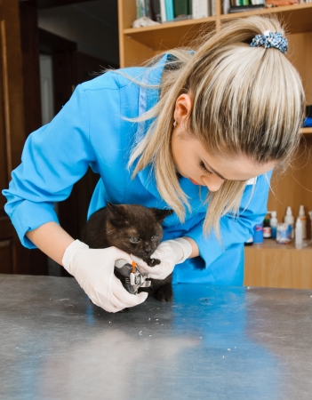 veterinarians cuts nails of cat in veterinary stationの写真素材