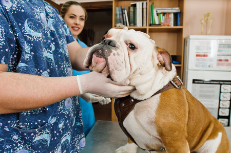 veterinarian inspects mouth of dog in veterinary stationの写真素材