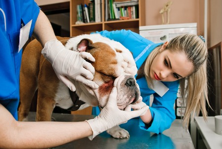 veterinarians women inspects bulldog in veterinary stationの写真素材