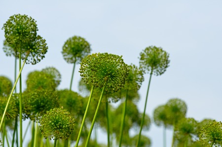Alliums, giant ornamental onions on sky backgroundの写真素材
