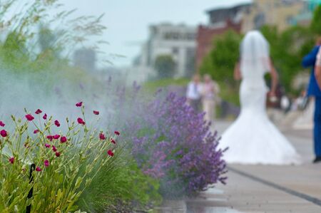 flowers in water droplets. Summer in the city with bride on backgroundの写真素材