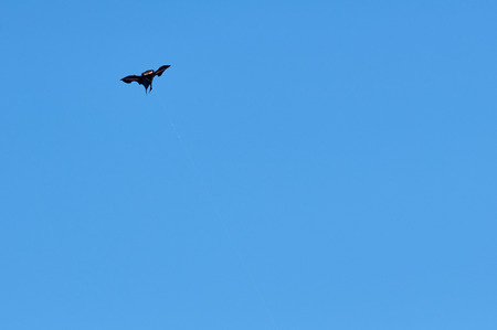 black kite flying high in the sky blueの写真素材