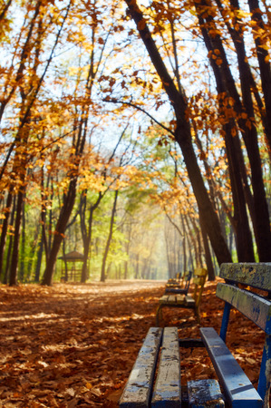 bench in the autumn park. focus is on the bench. Bulgaria Sofiaの写真素材