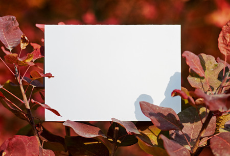 nature, season, white paper sheet on blur autumn park background