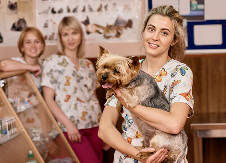 Group of doctors at the vet with a cute dog Yorkshire Terrierの写真素材