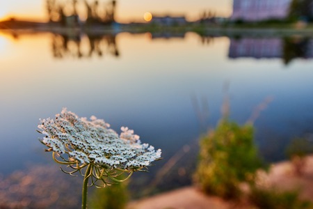 Summer landscape with lakeの写真素材
