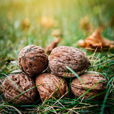 Walnuts harvest on grassの写真素材