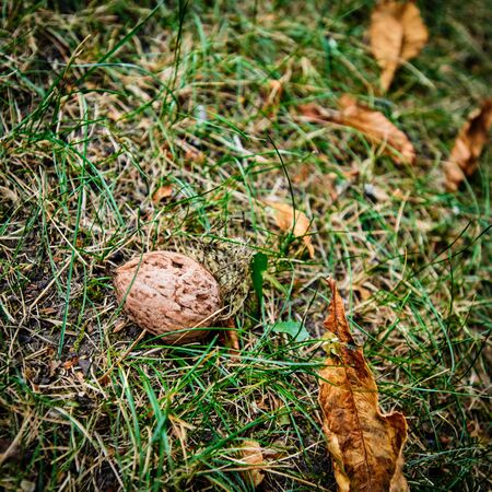 Walnuts lying on green grass with autumn leaves, with square aspect ratioの写真素材