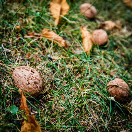 Walnut on green grassの写真素材