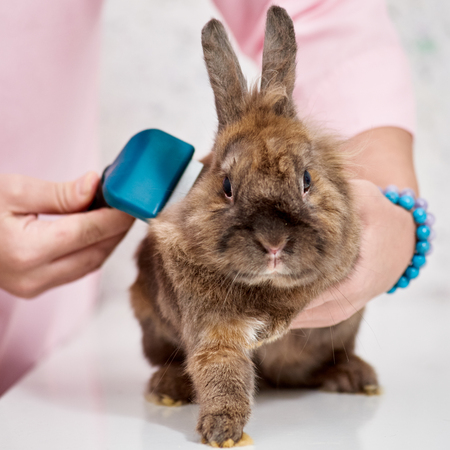 Rabbit in grooming salonの写真素材