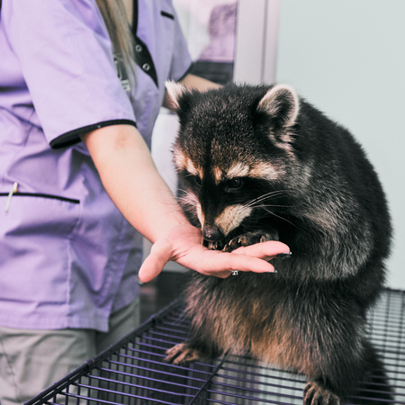 Portrait of young female veterirarian feeding little raccoonの写真素材