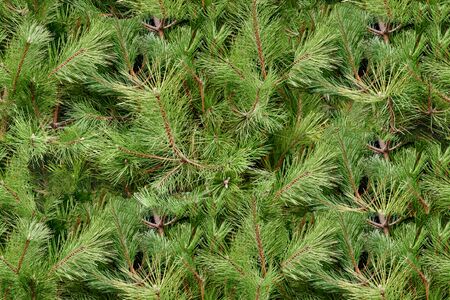 Background of beautiful conifer evergreen christmas tree branches, seamless tiling textureの写真素材
