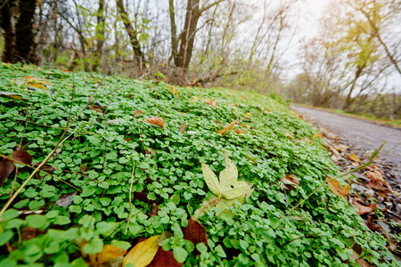 Closeup autumn landscape with fallen leaves on green grass