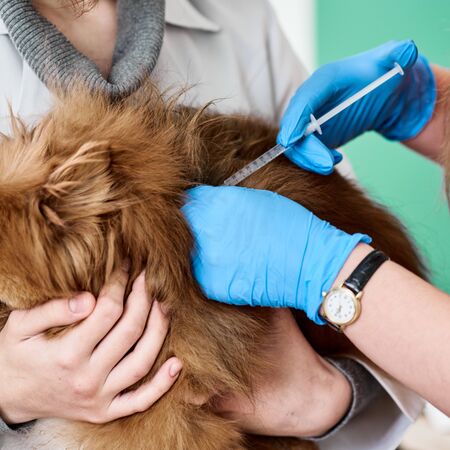 Veterinarians vaccinating pomeranianの写真素材