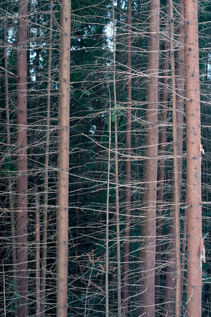 Winter pine forest