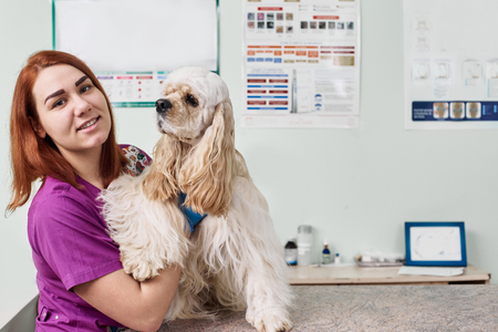 Cocker spaniel at veterinarianの写真素材