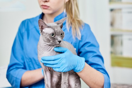 Vet doctor with sphynxの写真素材