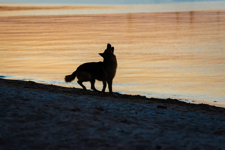 Silhouette of dog at sunset