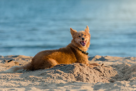 Dog lying on beachの写真素材
