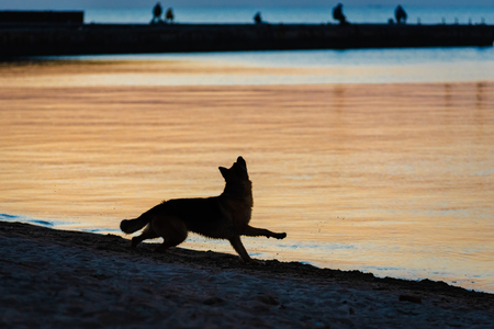 Dog running on beachの写真素材