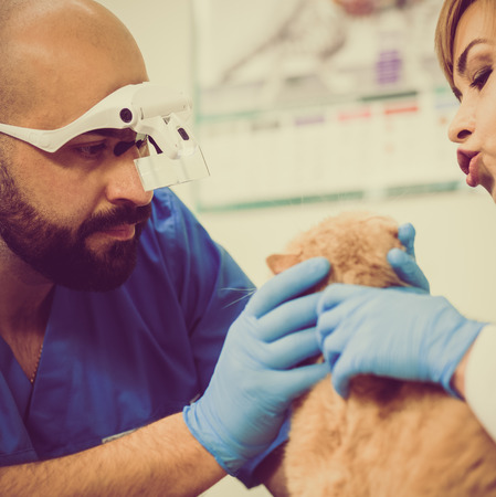 Professional male veterinarian in clinic checking lop-eared Scot cats healthの写真素材