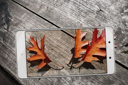 Smartphone displaying photo of autumn fall oak leaves on wooden boardの写真素材
