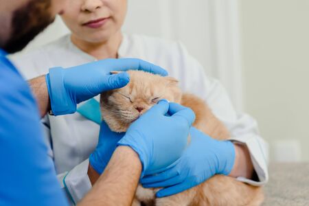 Closeup photo of male veterinarian inspecting the eyes of Scottish Fold cat in clinic