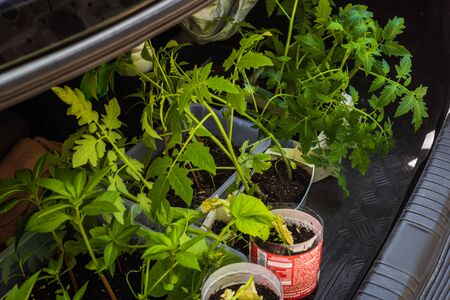 Dnepr, Ukraine- May 04, 2019: Trunk with small tomato seedlings for delivery to summer cottageのeditorial素材