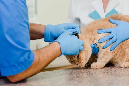 Closeup of male veterinarian examining lop-eared cats ears with otoscopeの写真素材