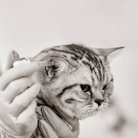 Closeup of qualified veterinarian checking ear of scottish straight catの写真素材