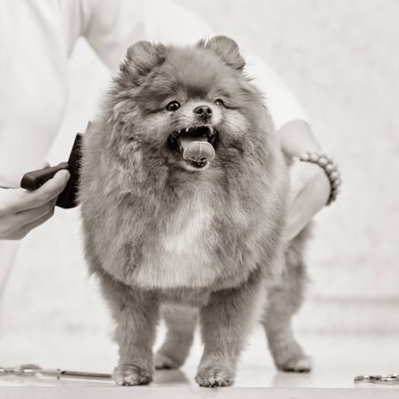 Cute little pomeranian after professional grooming in vet clinicの写真素材