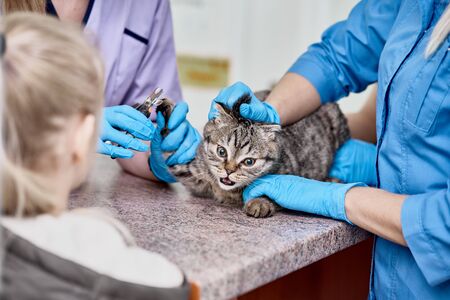 Scared sad scottish fold on vet table while declawing procedure