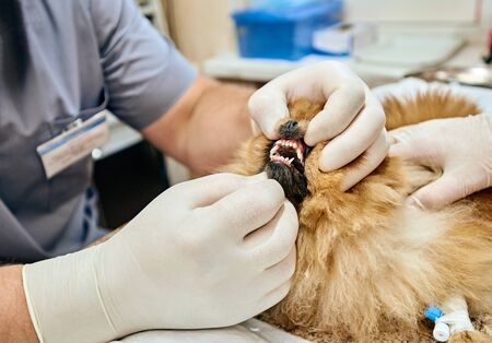 Closeup of veterinarian examining mouth and teeth of pomeranian spitzの写真素材