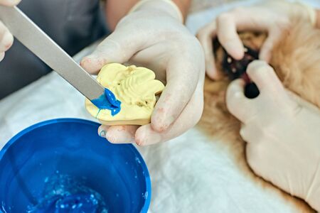 Closeup photo of veterinarian doing dental prosthetic for pomeranian spitz