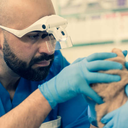 Veterinarian doctor with assistant checking Scottish fold cat in vet clinic
