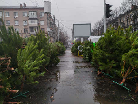 Holiday sale of various Christmas trees at street marketの写真素材